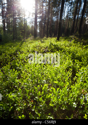 Low angle view of growing wild  blueberry ( Vaccinium myrtillus ) bushes at Spring , Finland Stock Photo