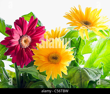 Red and Yellow Flowers Stock Photo
