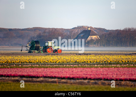 The Netherlands, Callantsoog, Tractor at work in flower and tulip field. Stock Photo