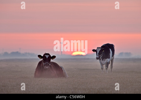 The Netherlands, Callantsoog, cows in morning mist at sunrise. Stock Photo