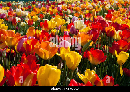 The Netherlands, Julianadorp, Tulip field. Stock Photo