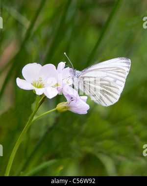 Green Veined White butterfly Pieris napi feeding on Lady's Smock or Cuckoo Flower Stock Photo