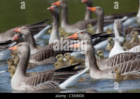 The Netherlands, Medemblik, Greylag Goose, Anser Anser, and young. Stock Photo