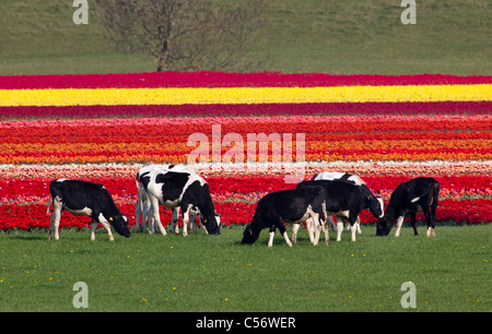 The Netherlands, Oterleek, Cows in front of tulip field. Stock Photo