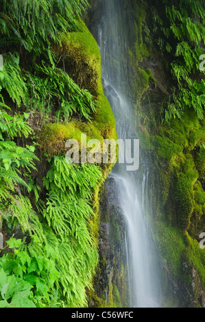 Unnamed waterfall, Spring, Temperate Rainforest, Lake Crescent, Olympic National Park, Washington Stock Photo