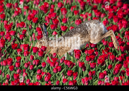 The Netherlands, Oterleek, Hare in tulip field. Stock Photo