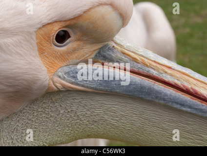 Extreme abstract close up of a Great  White Pelican angled across landscape frame  ( Pelecanus onocrotalus ) Stock Photo