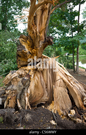 broken tree fell down after a strong storm went through Stock Photo - Alamy