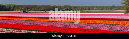 Tulip fields in The Netherlands, colorful tulip fields in Flevoland ...
