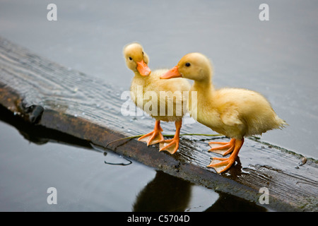 The Netherlands, 's-Graveland. Wild duckings on wood Stock Photo