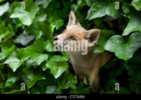 The Netherlands, 's-Graveland. Rural Estate called Gooilust. Young fox who has lost his mother. Stock Photo