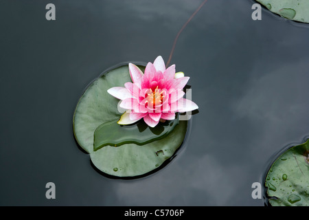 The Netherlands, 's-Graveland. Water lilies Stock Photo