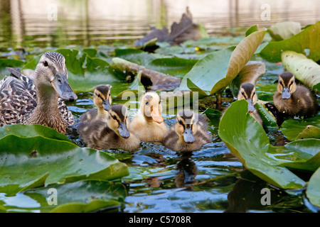 The Netherlands, 's-Graveland, Young ducks and mother in pond. Ducklings. Stock Photo