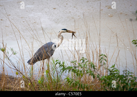 The Netherlands, 's-Graveland, Grey heron catching frog in pond. Stock Photo
