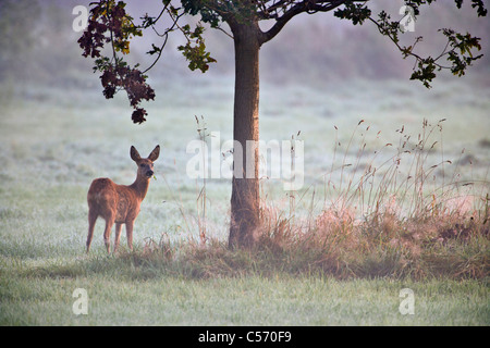 The Netherlands, 's-Graveland, Deer or roe. Stock Photo