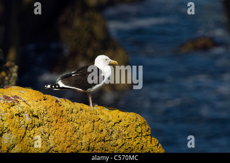 Great Black backed Gull (Larus marinus) on yellow lichen covered rock against a blue sea on Skokholm Island Pembrokeshire UK Stock Photo