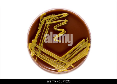Petri dish with bacterial colony isolated on a white background with space for text or cutout Stock Photo