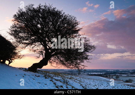 A lone Hawthorn tree silhouetted against a colourful sky at sunset on the snowy slopes of Honey Hill, Northamptonshire, England Stock Photo