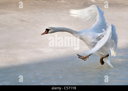 The Netherlands, 's-Graveland, Rural estate called Gooilust. Winter, snow. Mute swan, Cygnus Olor, landing on ice. Stock Photo