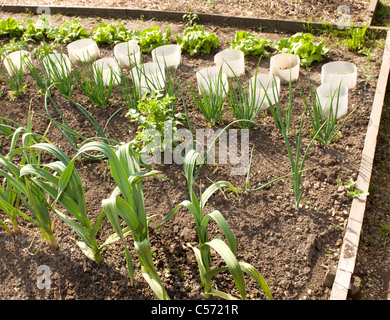 Rows of plants in garden Stock Photo