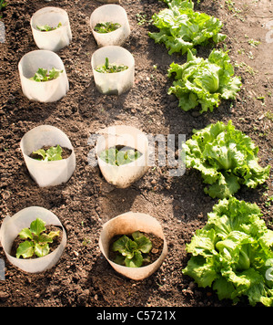 Rows of plants in garden Stock Photo