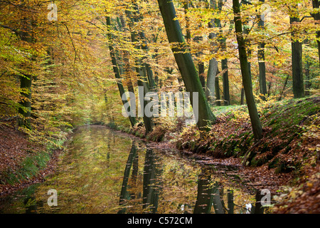 The Netherlands, Delden, Autumn colours. Trees reflecting in stream. Stock Photo