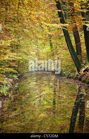 The Netherlands, Delden, Autumn colours. Trees reflecting in stream. Stock Photo