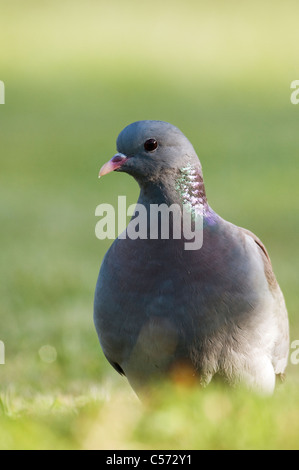 Stock Dove (Columba oenas) portrait Stock Photo