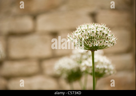 Allium multibulbosum (Nigrum) in flower Stock Photo