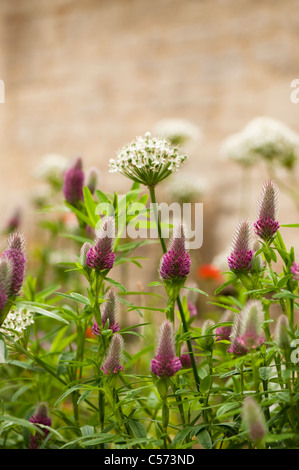 Trifolium rubens and Allium multibulbosum (Nigrum) in flower Stock Photo
