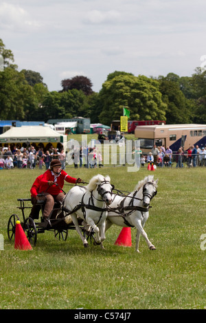 Scurry Racers at Raby Castle Game & Country Fair, Staindrop, Durham, UK. Scurry driving is a fast-paced equestrian sport in which a pair of ponies pull a carriage around a course of cones in an attempt to get the fastest time. The full name of the sport is Double Harness Scurry Driving. Stock Photo