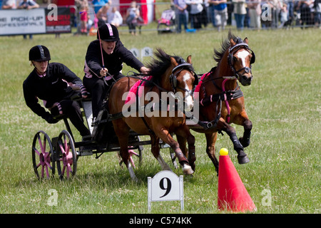 Scurry Racers at Raby Castle Game & Country Fair, Staindrop, Durham, UK. Scurry driving is a fast-paced equestrian sport in which a pair of ponies pull a carriage around a course of cones in an attempt to get the fastest time. The full name of the sport is Double Harness Scurry Driving. Stock Photo