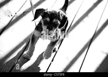 A cute mixed breed borkie puppy in black and white. Shallow depth of field. Half beagle half yorkshire terrier / yorkie. Stock Photo