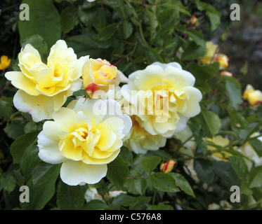 Gold Flower Carpet, yellow groundcover rose Stock Photo