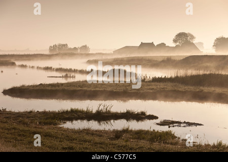 The Netherlands, Ossenzijl, Farm and mute swan in morning mist. Stock Photo