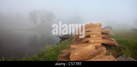 The Netherlands, Kalenberg, Mound of reed in morning mist. Background: farm. Panoramic view. Stock Photo