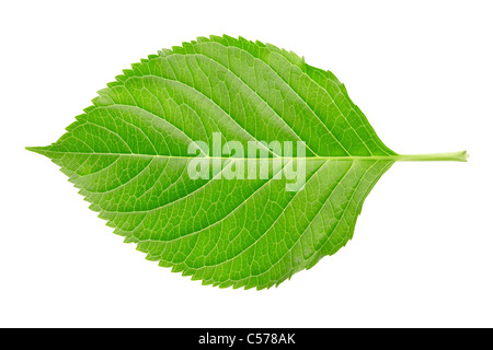 Single Hydrangea leaf isolated on white Stock Photo