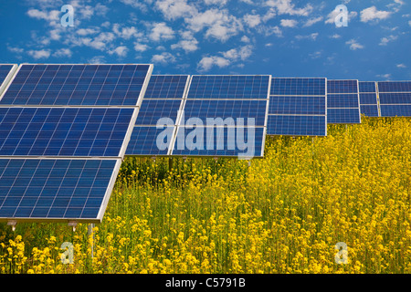 Solar panels in rapeseed field Stock Photo