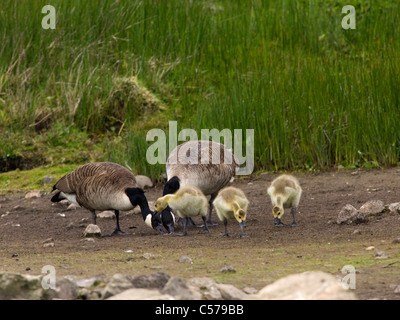Canada goose family feeding Stock Photo