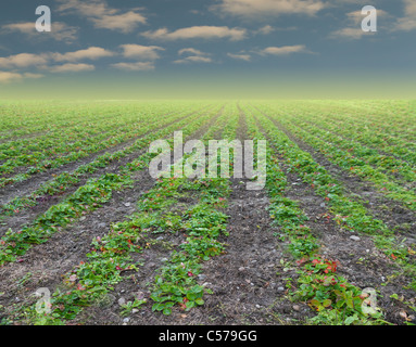 rows of strawberry plants vanishing on the horizon with golden glow with blue afternoon sky Stock Photo