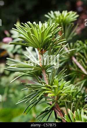 Closeup detail of Japanese Umbrella Pine (Sciadopitys verticillata) leaves Stock Photo
