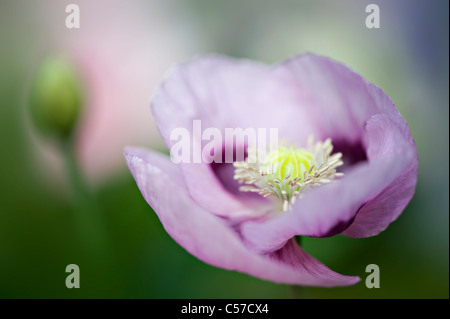 Papaver somniferum - Opium poppy Stock Photo