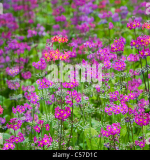 Close-up image of the colourful spring flowering Candelabra Primroses - Primula Bulleesiana flowers a cottage garden plant. Stock Photo