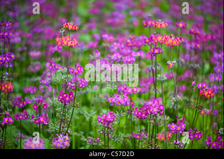 Close-up image of the colourful spring flowering Candelabra Primroses - Primula Bulleesiana flowers a cottage garden plant. Stock Photo