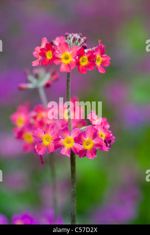 Close-up image of the colourful spring flowering Candelabra Primroses - Primula Bulleesiana flowers a cottage garden plant. Stock Photo