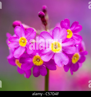 Close-up image of the colourful spring flowering Candelabra Primroses - Primula Bulleesiana flowers a cottage garden plant. Stock Photo