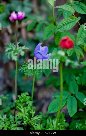 multi colored flower in the garden Stock Photo - Alamy