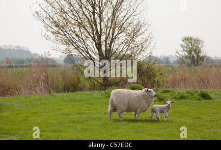 Sheep with lamb in field Stock Photo
