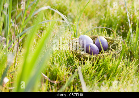 Speckled eggs in bird’s nest Stock Photo