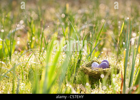 Speckled eggs nestled in bird’s nest Stock Photo